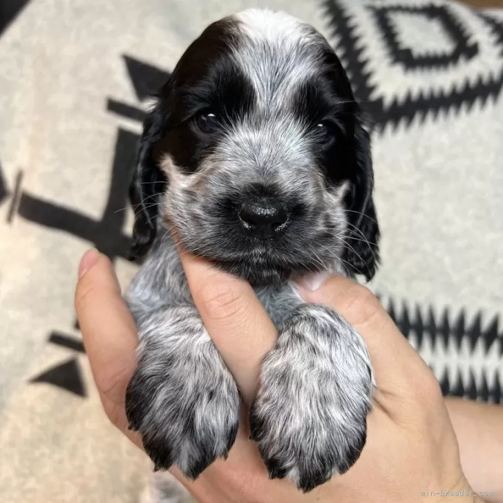 ID：2403-05474の子犬