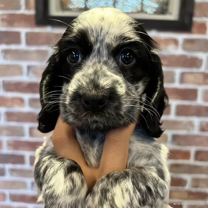 ID：2408-03158の子犬