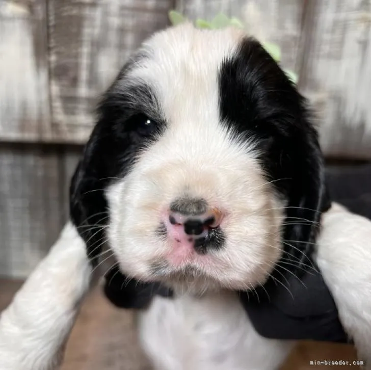 ID：2211-01835の子犬