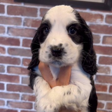 イングリッシュコッカースパニエル【兵庫県・女の子・2024年6月20日・ブラックホワイト】の写真「綺麗ならお色目のお穣様❣️」