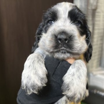 イングリッシュコッカースパニエル【兵庫県・男の子・2023年6月13日・ブルーローン】の写真「ずっしりしたおデブ君❣️とっても優しい性格の子です」