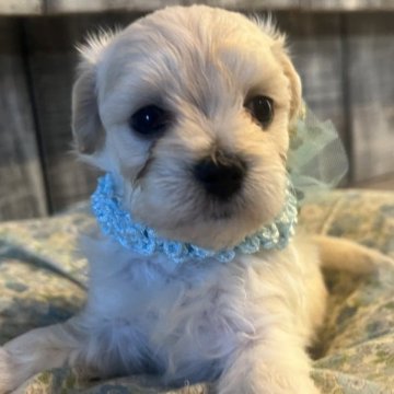 マルプー マルチーズxトイプードル【兵庫県・男の子・2023年4月27日・クリーム】の写真「ぬいぐるみ？って間違えそうなくらい本当に可愛い〜」