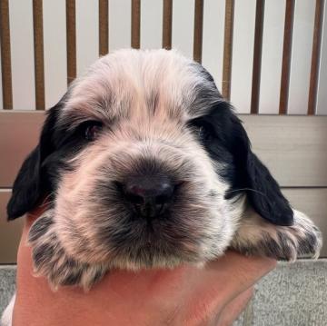 イングリッシュコッカースパニエル【兵庫県・女の子・2022年9月27日・ブルーローン】の写真「両親遺伝子検査ノーマルの可愛い子💕」