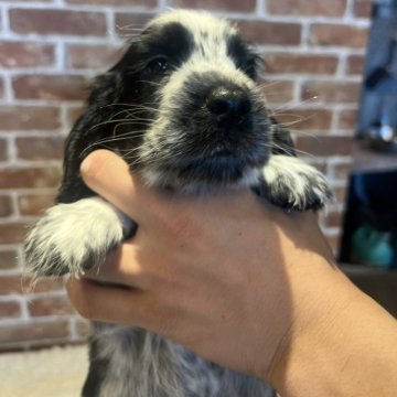 イングリッシュコッカースパニエル【兵庫県・男の子・2024年6月5日・ブルーローン】の写真「しっかり甘えん坊な可愛いボーイ君の誕生です❣️」