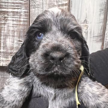 イングリッシュコッカースパニエル【兵庫県・女の子・2022年9月27日・ブルーローン】の写真「両親遺伝子検査ノーマルの可愛い子❣️」