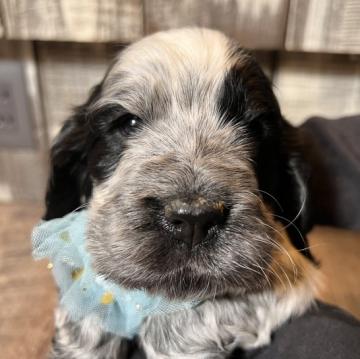 イングリッシュコッカースパニエル【兵庫県・男の子・2022年9月27日・ブルーローン】の写真「両親遺伝子検査ノーマルの可愛い子😍」