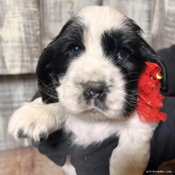 ID：2211-01839の子犬