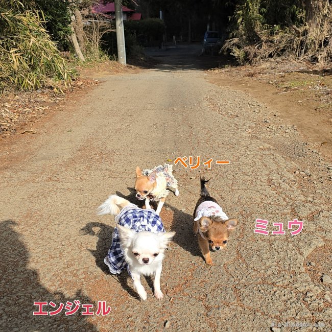 パピー達の始めてのお散歩🐶🐶🐶｜飯塚　ゆかり(いいづか　ゆかり)ブリーダー(東京都・チワワ(ロング)など・JKC登録)の紹介写真10