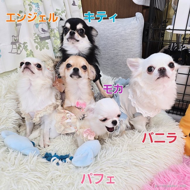 バニラFamily達ꔛ🤍🌹✨｜飯塚　ゆかり(いいづか　ゆかり)ブリーダー(東京都・チワワ(ロング)など・JKC登録)の紹介写真3