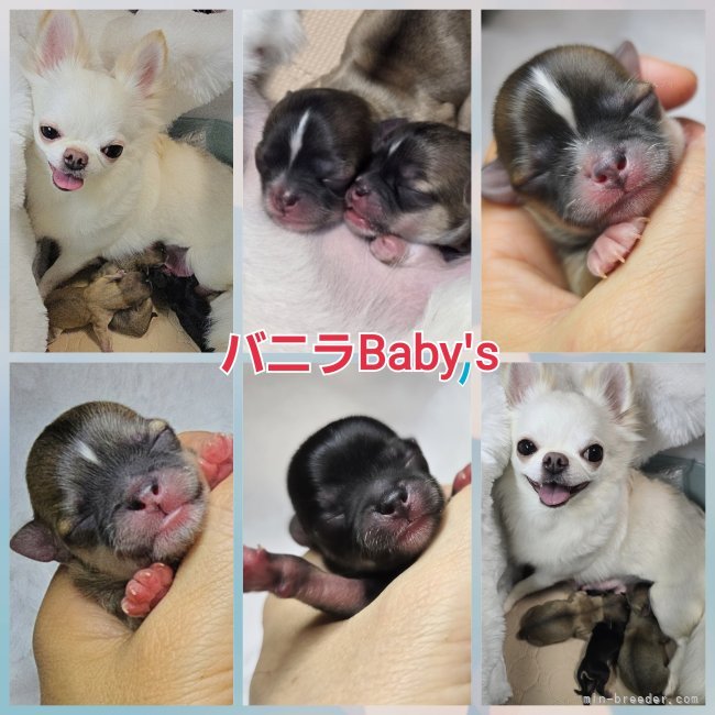 飯塚ゆかりブリーダーのブログ：バニラちゃん赤ちゃん👶👶👶お目目が開きました🍀✨