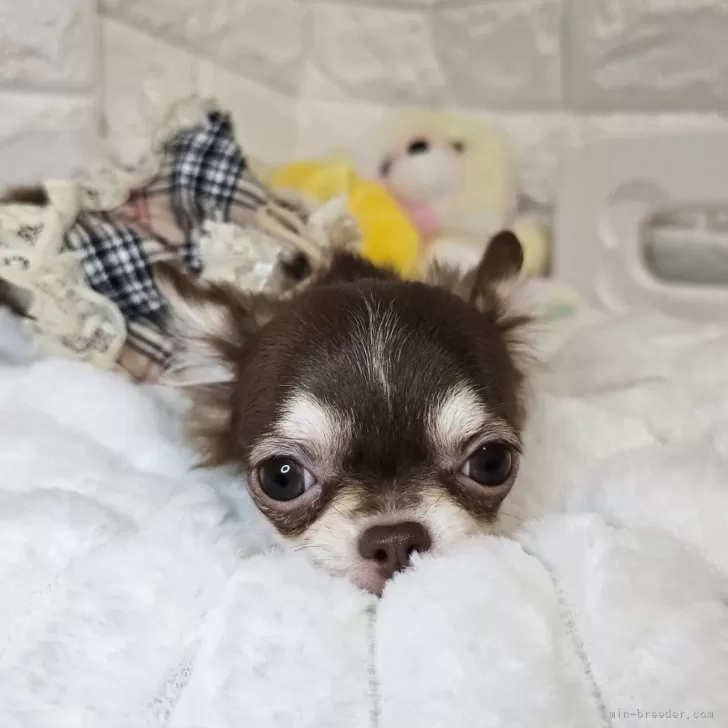ID：2504-07261の子犬