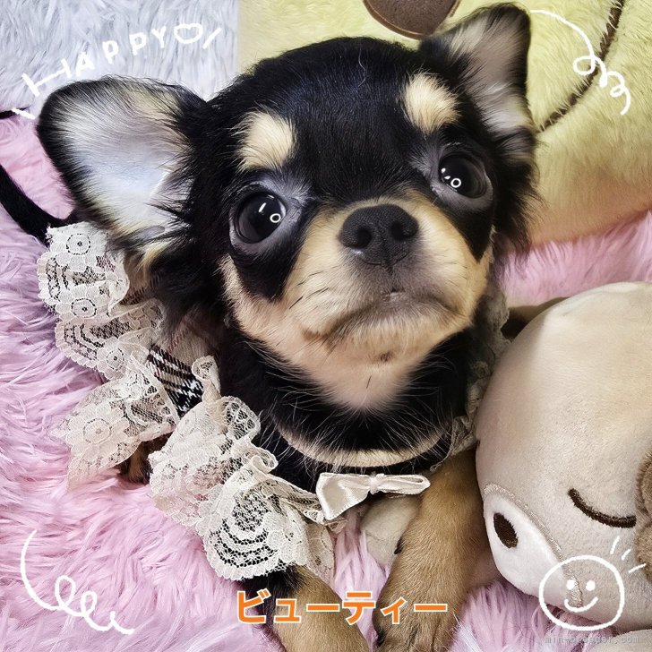 ブリーダー画像