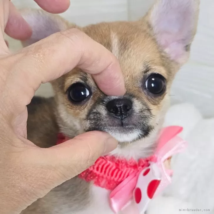 ID：2507-07978の子犬