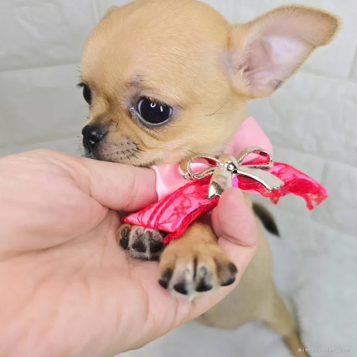 ID:2507-01816の子犬