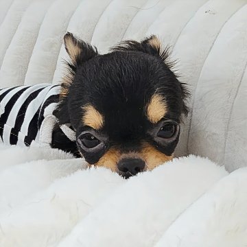 チワワ(ロング)【東京都・女の子・2025年7月21日・ブラックタン&ホワイト】の写真「うるうるな瞳が魅力🩷人懐っこい可愛い子です🩷✨」