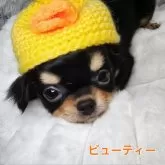 チワワ(ロング)【東京都・女の子・2025年7月21日・ブラックタン&ホワイト】の写真1「もふもふがしゅき🩷✨元気に同じ位の子犬と仲良く遊んで明るく元気に育っています😊✨」