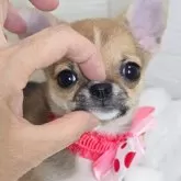 チワワ(スムース)