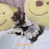 チワワ(ロング)