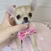 チワワ(スムース)