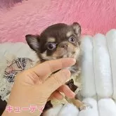 チワワ(ロング)【東京都・女の子・2025年9月17日・チョコレートタンホワイト】の写真4「おすまし顔の可愛いキューティちゃん🌹🌿✨」