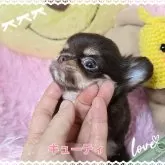 チワワ(ロング)【東京都・女の子・2025年9月17日・チョコレートタンホワイト】の写真6「凛々しすぎるけど～女の子でしゅ👧」