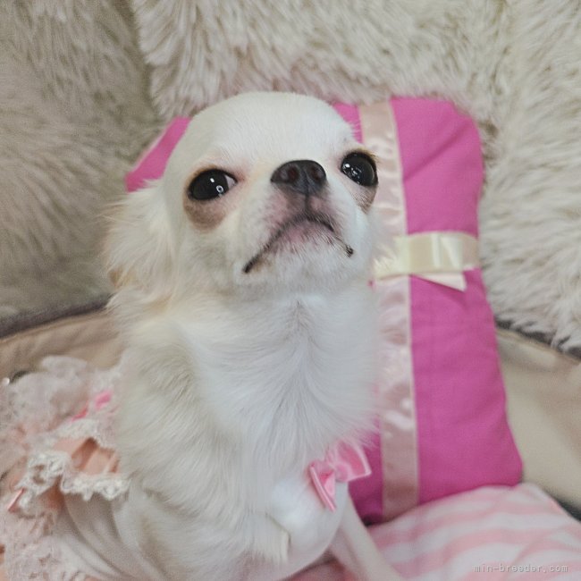 チワワ(ロング)【・女の子・2024年1月17日・クリーム&amp;ホワイト】「ほんわか可愛いお姫様な👸エンジェル🌹🍀✨」