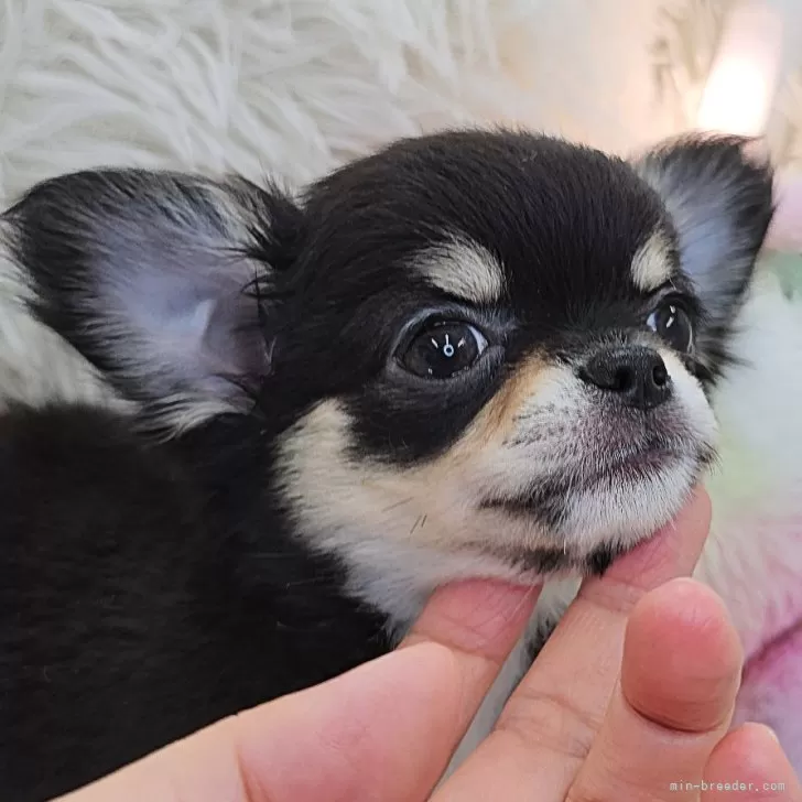 ID:2405-05979の子犬