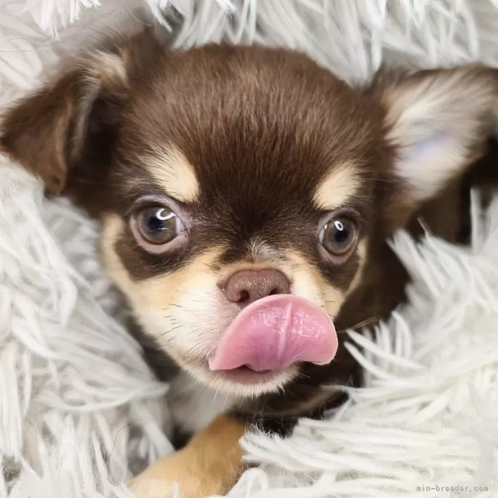 Y.K 様のお迎えした子犬