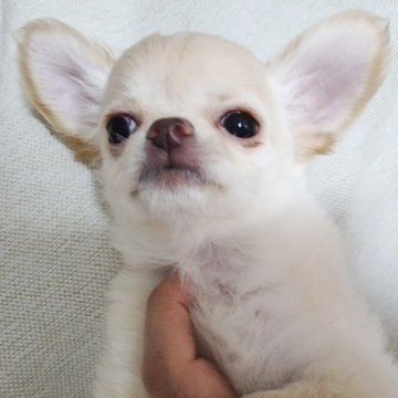 チワワ(ロング)【東京都・女の子・2023年6月8日・クリームホワイト】の写真「ちっちゃいお顔が魅力的な女の子です❤🌹🍀✨」