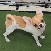 チワワ(スムース)【東京都・女の子・2024年4月12日・ホワイト&レッド】の写真1「クリクリな瞳が可愛いプリンちゃん❤✨新しいワンピース似合いますか？😊🍀✨」