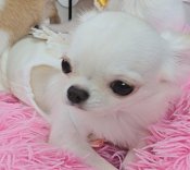 チワワ(ロング)【・女の子・2024年1月17日・クリーム&ホワイト】「お鼻がちゅんと小さなお顔が可愛い🌹🍀✨」