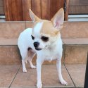 チワワ(スムース)【・女の子・2020年4月4日・ホワイトレッド】「産後のお散歩🐶家の前」