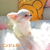 チワワ(ロング)【・女の子・2024年1月17日・クリーム&ホワイト】「光の中でクリームの毛が綺麗😍✨」