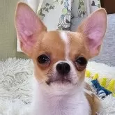 チワワ(スムース)【東京都・女の子・2024年4月12日・ホワイト&レッド】の写真4「🍀甘ったれな瞳が可愛い過ぎます😊❤🌹✨」