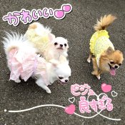 チワワ(ロング)【・女の子・2024年1月17日・クリーム&ホワイト】「真ん中の薄い黄色のワンピースがエンジェル👼🎀チビっ子Team達お散歩中～🩷✨」