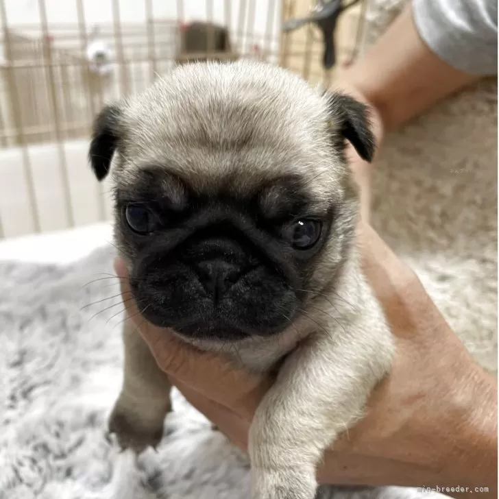 ID:2508-00866の子犬