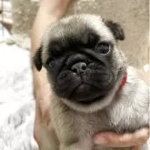 パグ