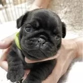 パグ