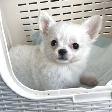 チワワ(ロング)【愛媛県・男の子・2025年11月8日・ホワイト】の写真「訳ありですが完治してます。２匹同時お迎えペア割あり」