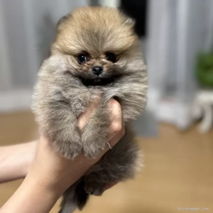 akari 様のお迎えした子犬