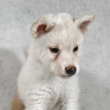 柴犬(豆柴)【神奈川県・男の子・2025年7月8日・白】の写真「サイズが小さめの柴犬！」
