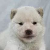 柴犬(標準サイズ)