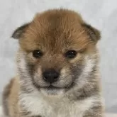 柴犬(標準サイズ)