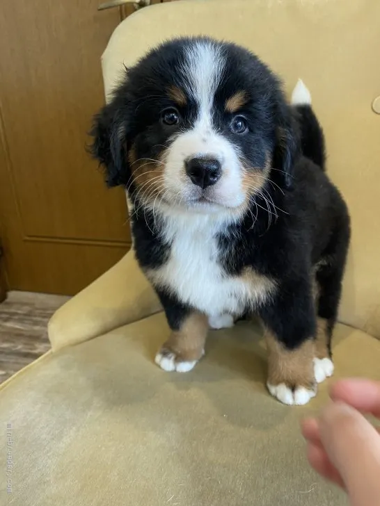 ID:2106-03371の子犬