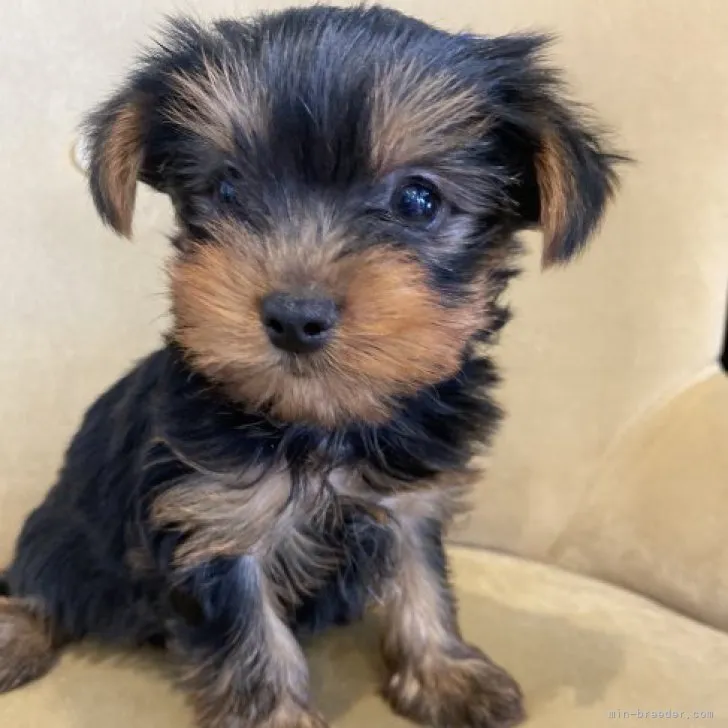 ID：2302-03668の子犬