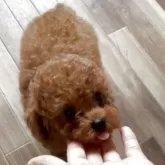 タイニープードル【千葉県・女の子・2025年7月26日・レッド】の写真13「可愛い💓」