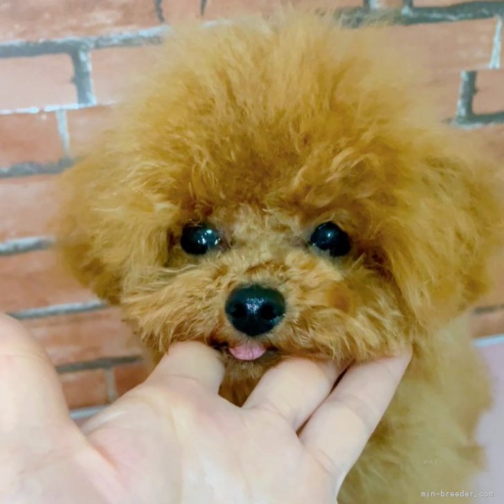 ブリーダー画像