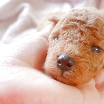 タイニープードル【千葉県・女の子・2025年7月24日・アプリコット カフェ色】の写真「マズルがとても短くて可愛すぎます💓」