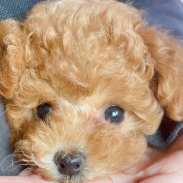 トイプードル(ティーカップ)【千葉県・女の子・2025年8月4日・レッド】の写真「小ちゃくてもとっても元気いっぱい」