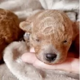 ティーカッププードル